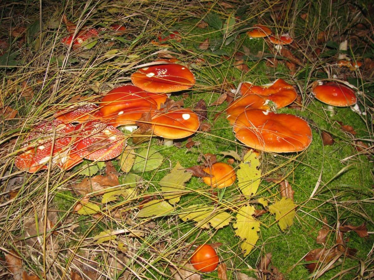 Obora 827 Nova Bystrice Villa Kültér fotó